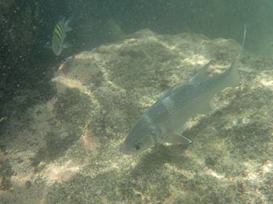 P7040901 Stripe Fish Cropped