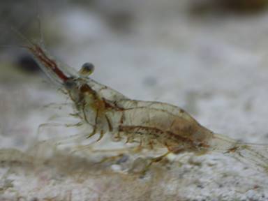 Description: Description: Description: IMG_4881 shrimp