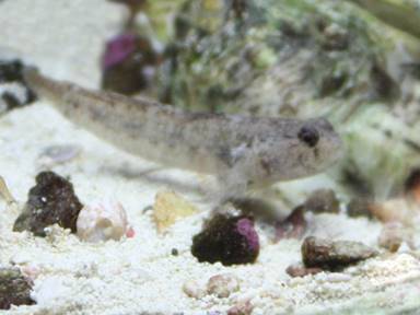 IMG_6458 goby