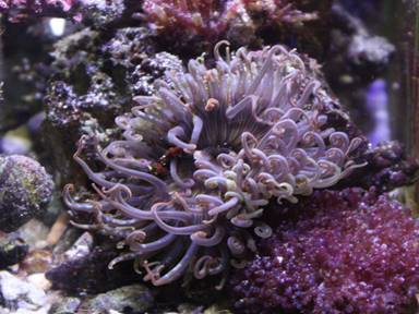 IMG_8077 purple anemone