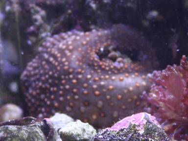 IMG_8424 anemone retracted