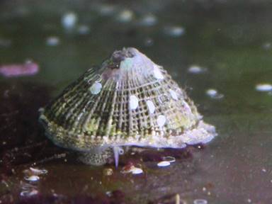 IMG_8581 limpet 2
