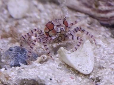 Description: Description: Description: IMG_3397 crab