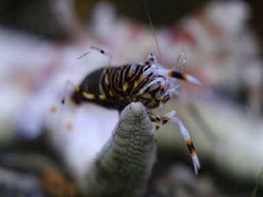 Description: Description: Description: IMG_2537 bbs