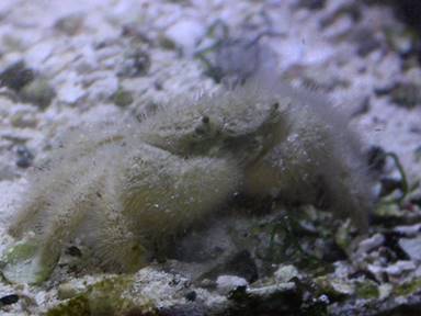 IMG_8294 teddy bear crab