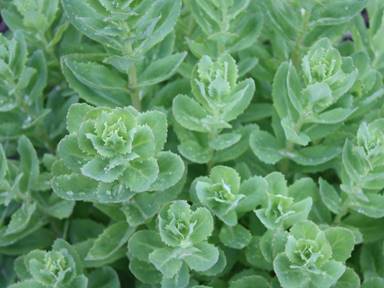 Description: IMG_6335ch